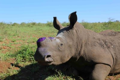 dehorned rhino Africa