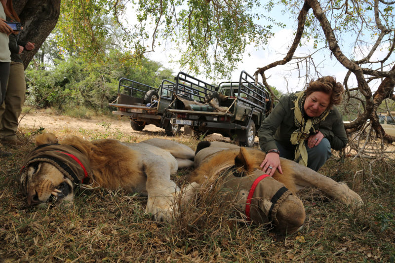 Lion Conservation – Wild Soul