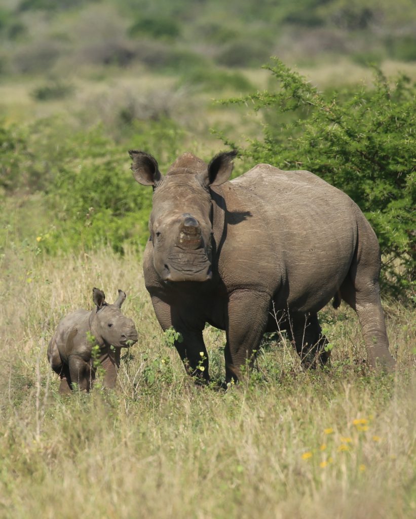 Baby Rhino with mom Phinda South Africa – Wild Soul