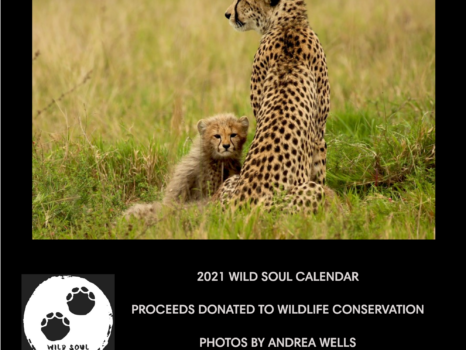 2021 wall calendar - cheetah with cub