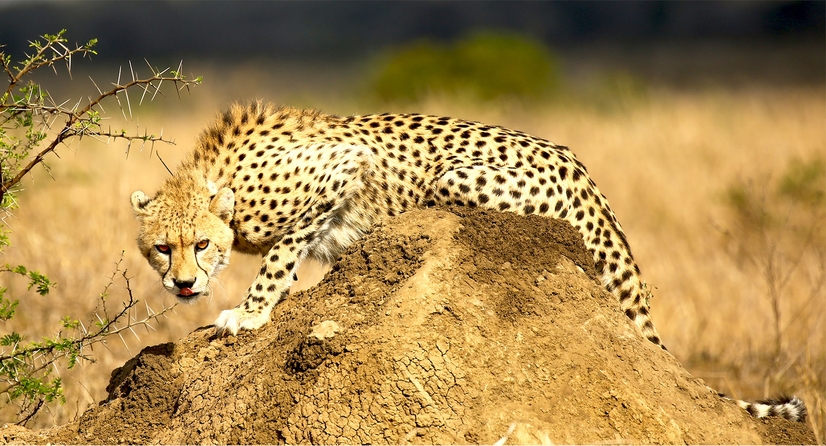 Cheetah On Termite Mound Scanning For Prey