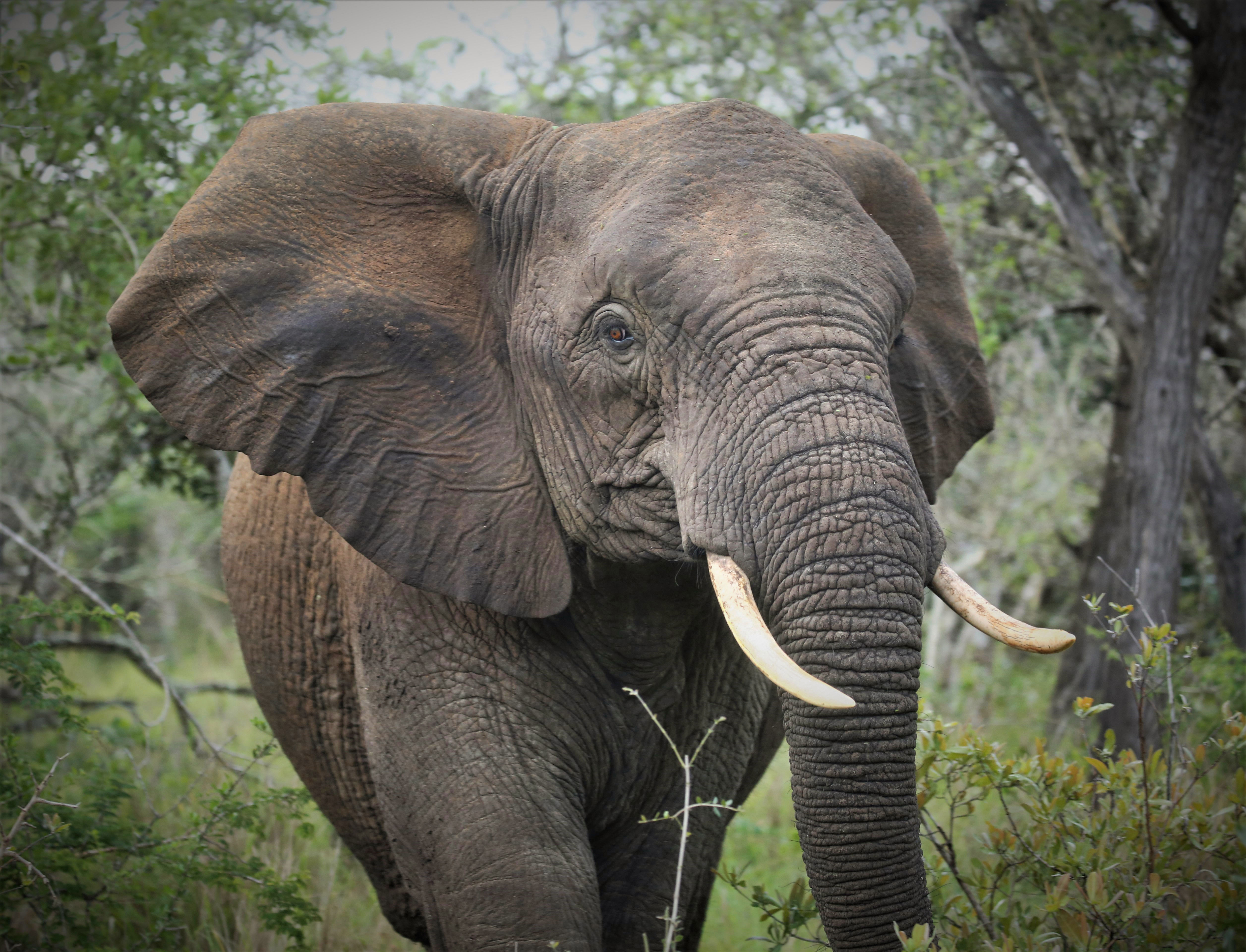 Elephant close up