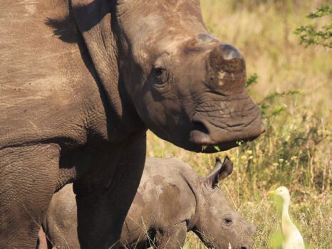 White Rhino With Newborn