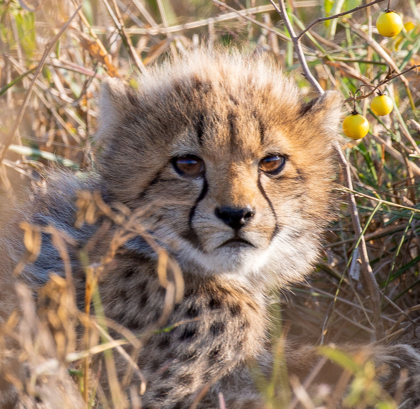 Cheetah Cub