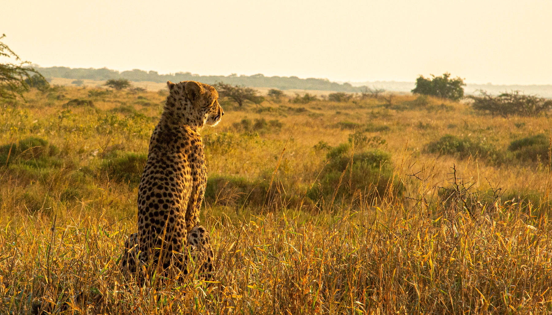 Cheetah dreaming