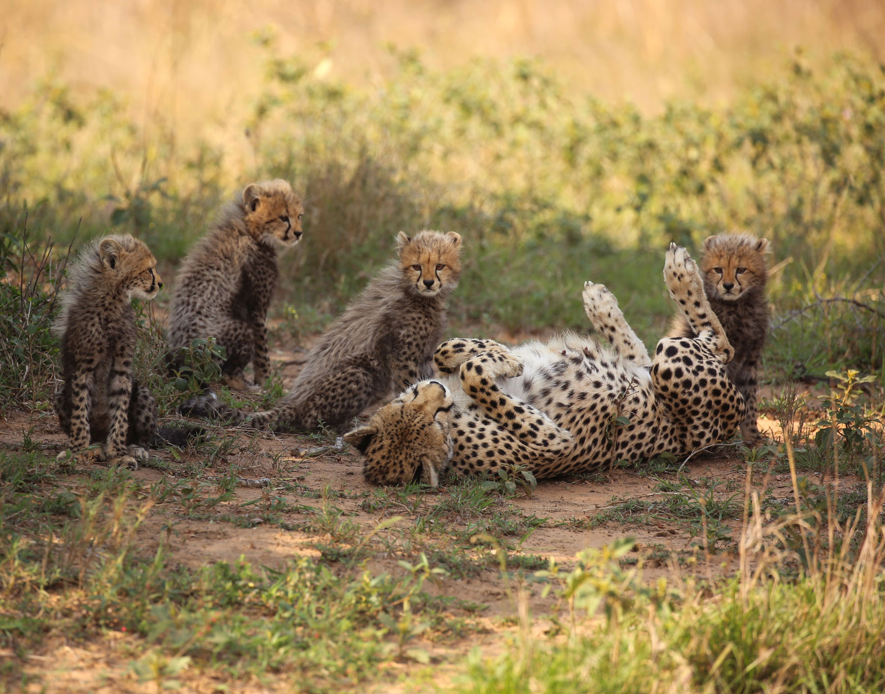 Cheetah mom relaxes on her back while cubs look on.