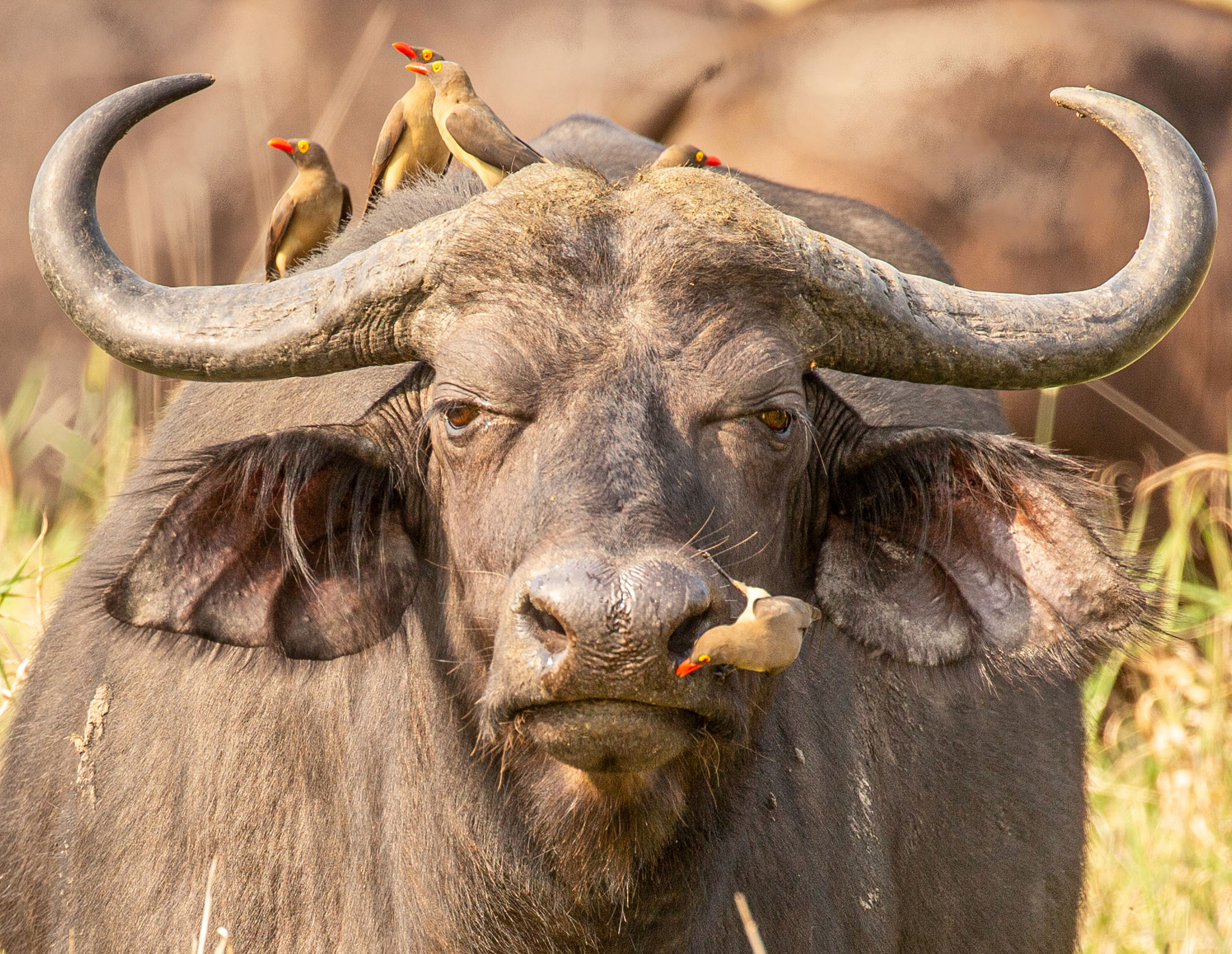 African Buffalo with Oxpecker Birds