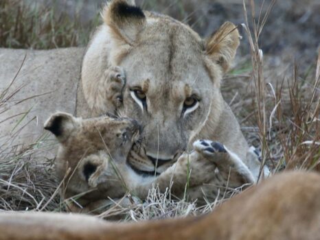 Love Bite for Mom
