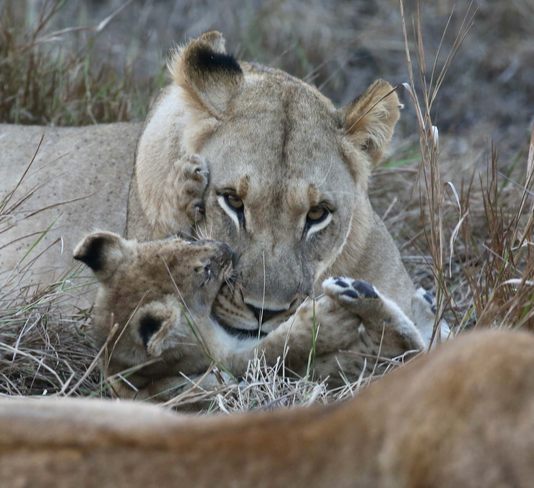 Love Bite for Mom